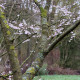 Prunus x subhirtella 'Autumnalis Rosea'