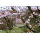 Prunus x subhirtella 'Autumnalis Rosea'