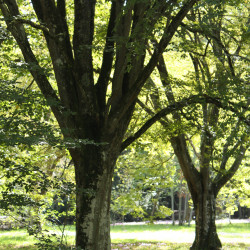 Carpinus turczaninowii