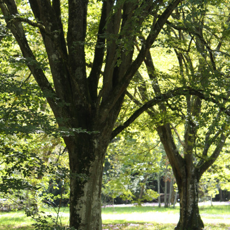 Carpinus turczaninowii