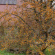 Malus 'Toupie d'Or'