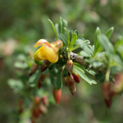 Caragana aurantiaca