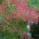 Cotinus 'Flame'