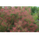 Cotinus 'Flame'
