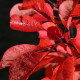 Cotinus 'Flame'