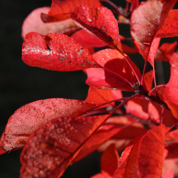 Cotinus 'Flame'