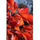 Cotinus 'Flame'