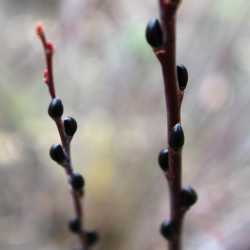 Salix irrorata