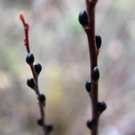 Salix irrorata