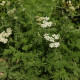 Achillea nobilis
