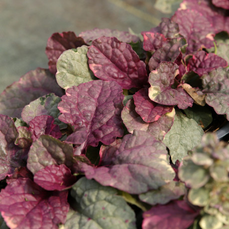 Ajuga reptans 'Sugar Plum'