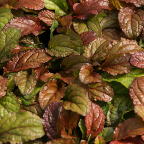 Ajuga reptans 'Toffee'