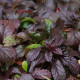 Ajuga reptans 'Toffee'