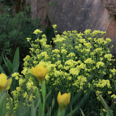 Alyssum saxatile 'Sulphureum'