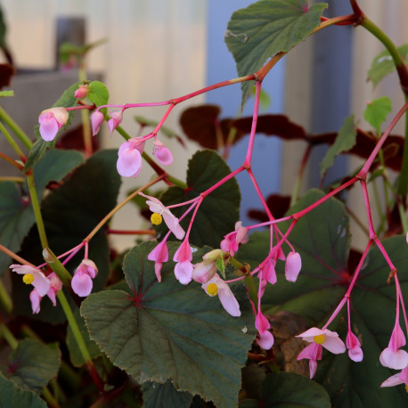 Begonia grandis subsp. evansiana