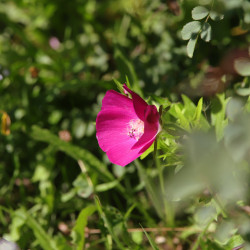 Callirhoe involucrata
