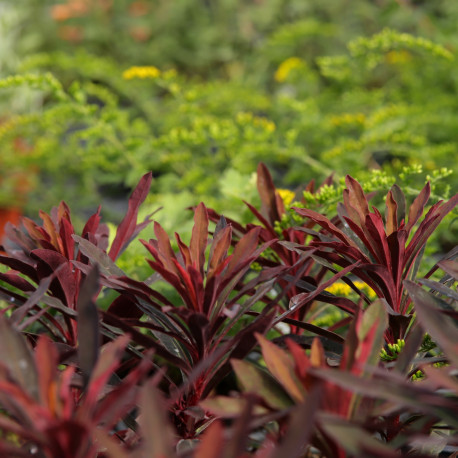 Euphorbia 'Miners Merlot'®