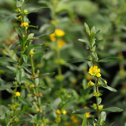 Heimia salicifolia