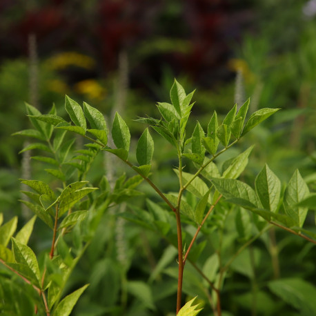 Glycyrrhiza yunnanensis