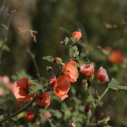 Sphaeralcea 'Childerley'