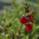 Salvia greggii MIRAGE® 'Cherry Red'
