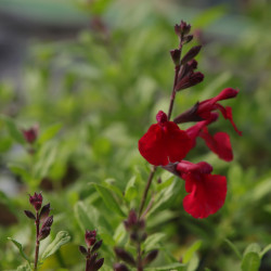 Salvia greggii MIRAGE® 'Cherry Red'