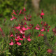 Salvia greggii 'Lipstick'