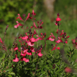 Salvia greggii 'Lipstick'