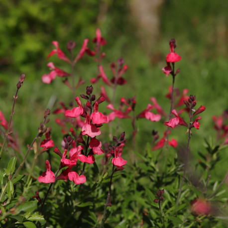 Salvia greggii 'Lipstick'