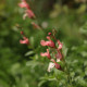 Salvia microphylla 'Aphrodite'