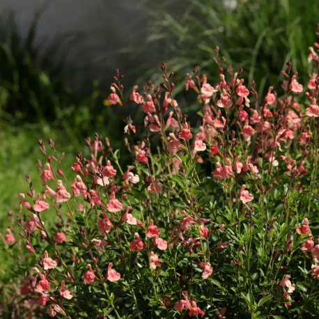 Salvia microphylla 'Papajan'