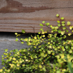Muehlenbeckia complexa 'Golden Girl'