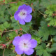 Geranium 'Rozanne'