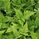 Dryopteris erythrosora