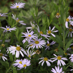 Kalimeris incisa
