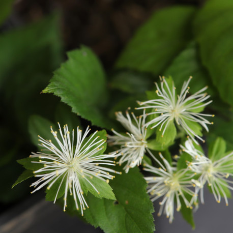 Neviusia alabamensis