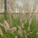 Pennisetum orientale