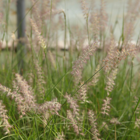 Pennisetum orientale