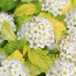 Physocarpus opulifolius 'Dart's Gold'