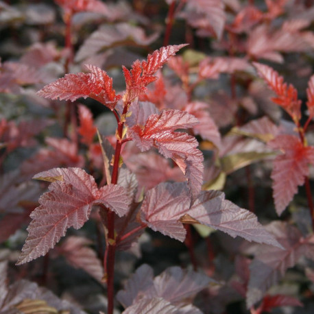 Physocarpus opulifolius 'Lady In Red'