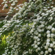 Spiraea x vanhouttei