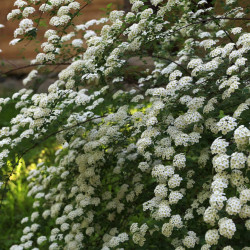 Spiraea x vanhouttei