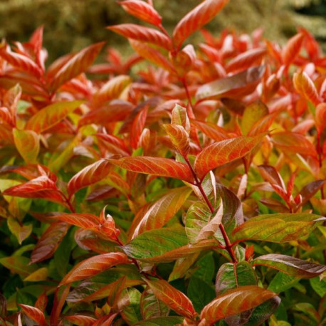 Weigela 'Wings of Fire'®