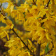 Forsythia x intermedia 'Lynwood'