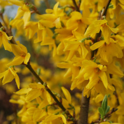 Forsythia x intermedia 'Lynwood'