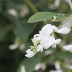 Lespedeza japonica 'Bailey'