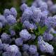 Ceanothus 'Skylark'