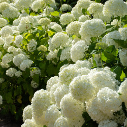 Hydrangea arborescens 'Annabelle'