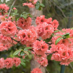 Chaenomeles speciosa 'Falconnet Charlet'