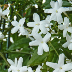 Jasminum officinale